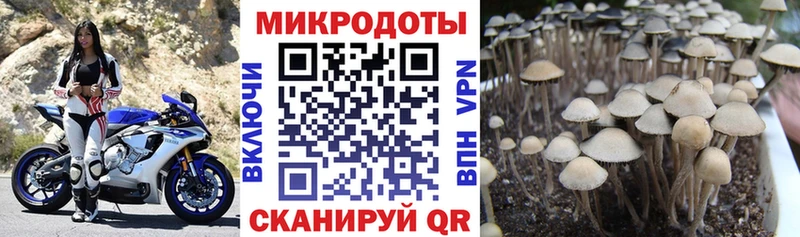 Псилоцибиновые грибы GOLDEN TEACHER  Щёлково 